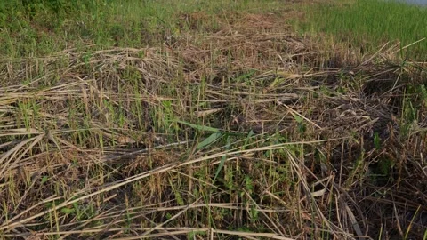 Cut Dried Straw Stalks and Fresh Green Grass Growing in Rural Field Stock Footage 341984128