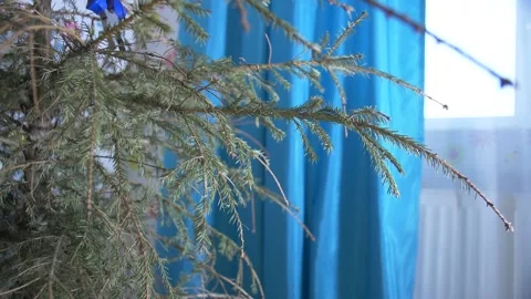 Cut Dry Pine Trees Stock Footage 134283810