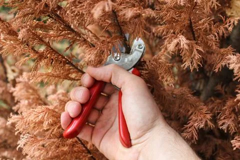Cut dry Thuja Stock Photos