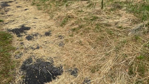 Cut dry yellow grass lying on ground with asphalt patches visible Stock Footage 339366518