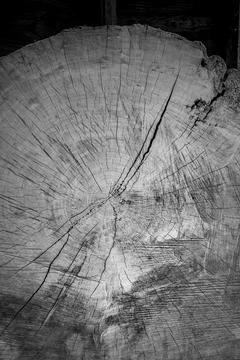 Cut edge of hardwood tree trunk in black and white Stock Photos