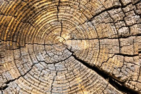 Cut end of a log showing the concentric pattern created by the growth rings.  Foto stock