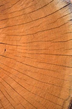 Cut end of a weathered log Stock Photos