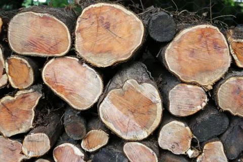 Cut ends of yew logs in a stack Stock Photos