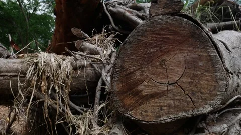 Cut, Fallen, and Damaged Trees in Deforested. Stock Footage 314977953