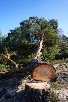 Cut fallen tree 写真素材