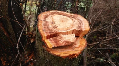 A cut of a felled tree in the forest. Stock Footage 292443625