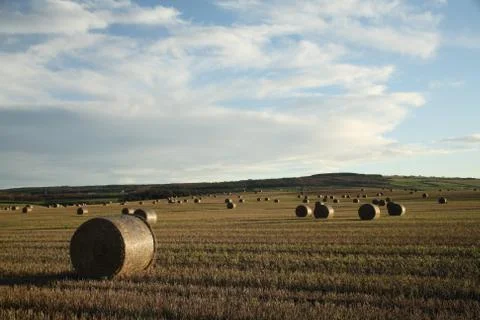Cut Field Stock Photos