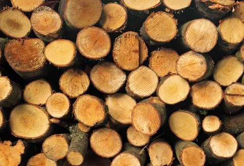 Cut firewood logs stack. Stock Photos