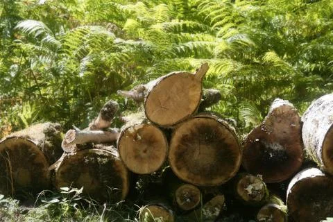 Cut firewood stack logs as pattern Stock Photos