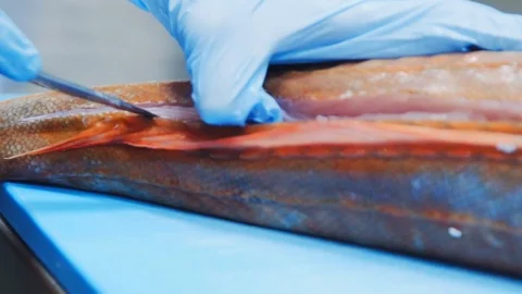 Cut fish Stock Footage 113852613