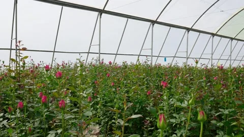 Cut Flower Farm Stock Footage 328049708
