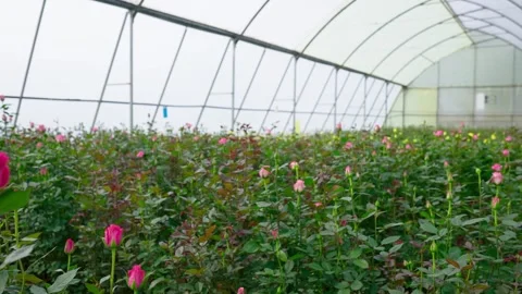 Cut Flower Farm Stock Footage 328049709