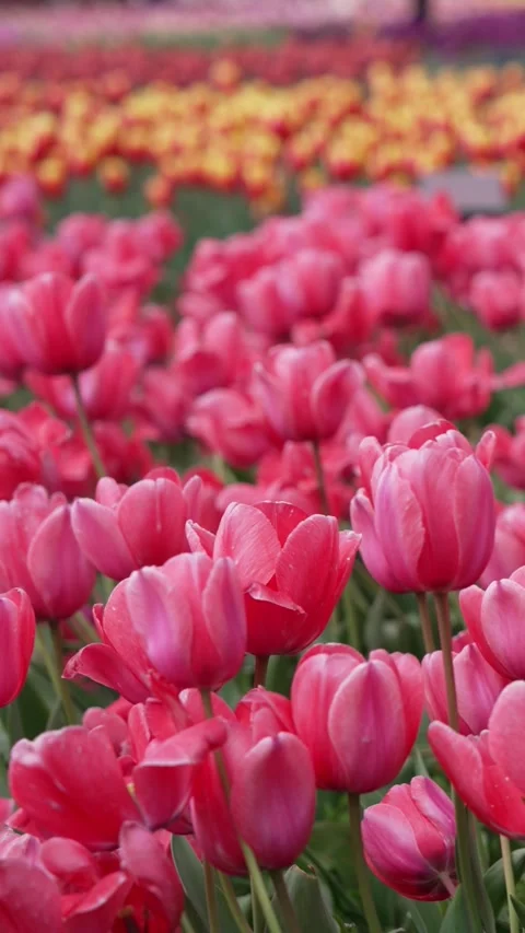 Cut flower tulip fields in peak bloom Vídeo Stock 308706730