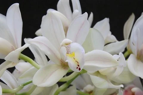 Cut flowers Stock Photos