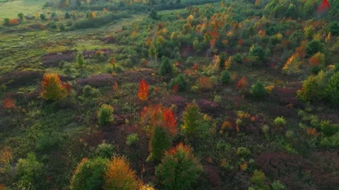 Cut forest brush growth Stock Footage 299044132