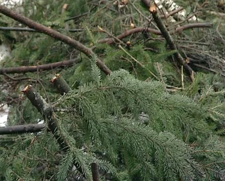 Cut forest trunk pile Stock Footage 10907754