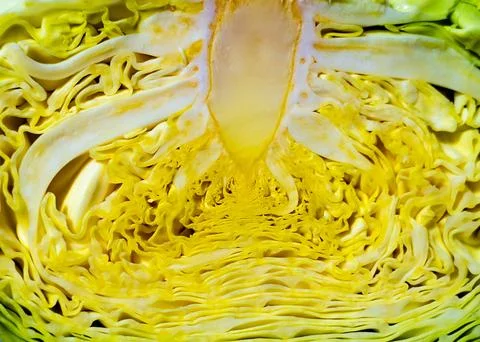 Cut fresh cabbage on a table. Cut the cabbage in half on board Stock Photos