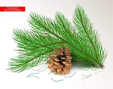Cut fresh green pine branches and dry brown cone isolated on white background Stock Illustration