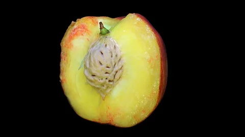 Cut Fresh Peach on Black Background – close up, detail Stock Footage 91705166