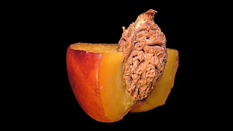 Cut Fresh Peach on Black Background – close up, detail Stock Footage 91727751
