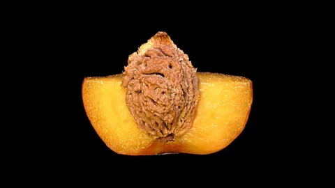 Cut Fresh Peach on Black Background – close up, detail Stock Footage 91727862