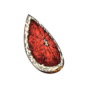 Cut grapefruit red sketch hand drawn vector Stock Illustration