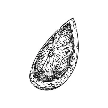 Cut grapefruit red sketch hand drawn vector Stock Illustration