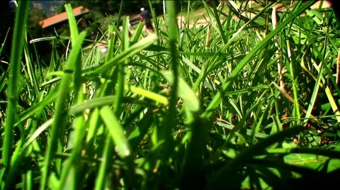 Cut grass close up HDF40-59  Stock Footage 768783