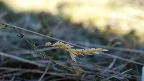 Cut grass dries in summer sun c Stock Footage 202602276