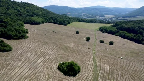Cut grass for hay for silage and farm animals as food, drone view Stock Footage 277908552