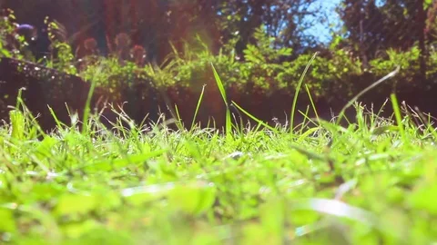 Cut the grass with lawnmowers Stock Footage 77353175