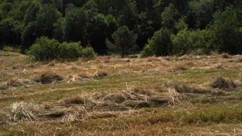 Cut Grass Laying in the Field. Rustic Summer Landscape Stock Footage 313650621