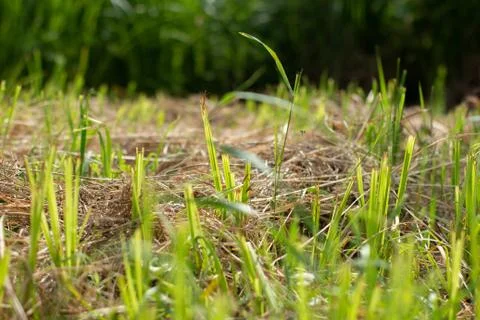 Cut grass in the meadow Foto stock