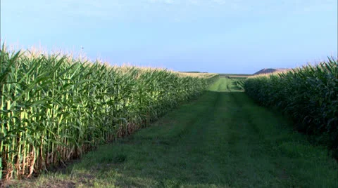 Cut Grass Path in middle of Corn Field Zoom to Corn Tassles HD Video Stock Footage 24612385