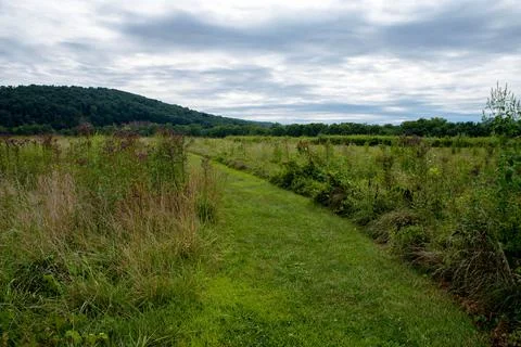 Cut grass path through grassy meadow with wildflowers Seip Earthworks Stock Photos