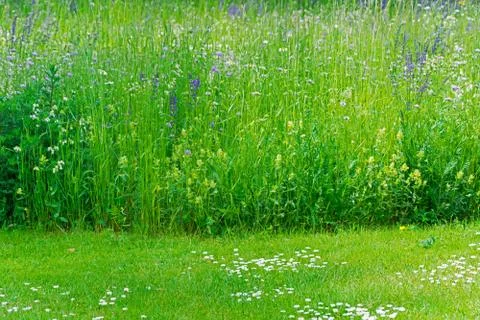 Cut off grass Stock Photos