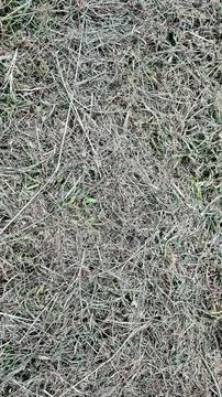 Cut grass Stock Photos