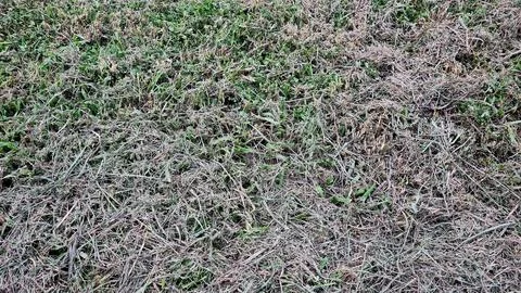 Cut grass Stock Photos