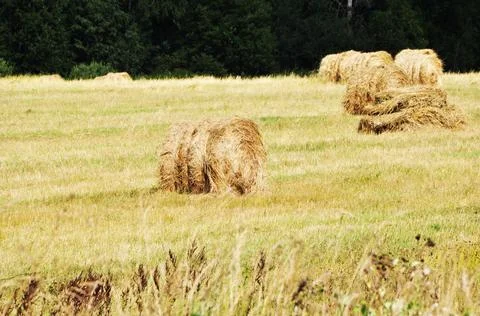 The cut grass is rolling. Swaths in a field with cut grass. Stock Photos