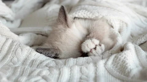 Cut gray kitten sleeping on white knitted blanket. Concept of happy adorable cat Stock Footage 203760162