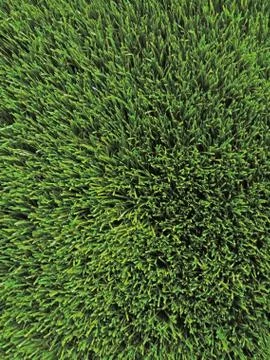 Cut green artificial grass Stock Photos
