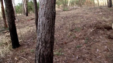 Cut green fresh tree falls to the ground in the forest Video stock 109284246