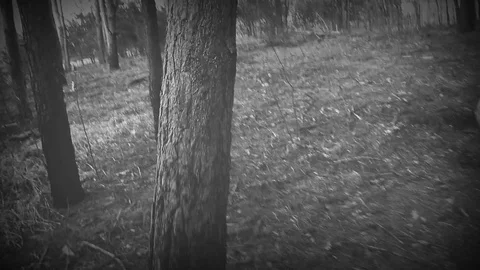 Cut green fresh tree falls to the ground in the forest Video stock 109284647