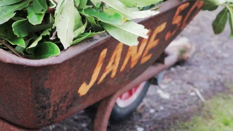 Cut green leaves and hydrangea branches in a rusty old wheelbarrow Stock Footage 92866299
