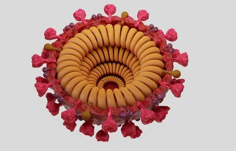 Cut in half and inside virus.  Pathogen respiratory influenza covid virus cel Stock Illustration