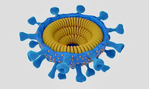 Cut in half and inside virus.  Pathogen respiratory influenza covid virus cel Stock Illustration