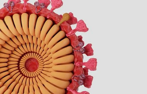 Cut in half and inside virus.  Pathogen respiratory influenza covid virus cel Stock Illustration