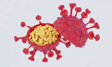Cut in half and inside virus.  Pathogen respiratory influenza covid virus cel Stock Illustration