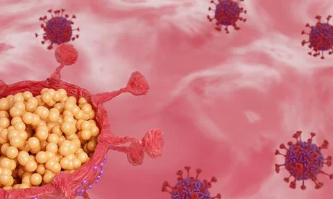 Cut in half and inside virus.  Pathogen respiratory influenza covid virus cel Stock Illustration